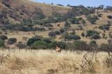 Ethiopia - Netch Sar Park - 76 - Swaynes Hartebeest